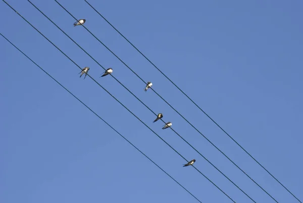 Vue Panoramique Bel Oiseau Nature — Photo