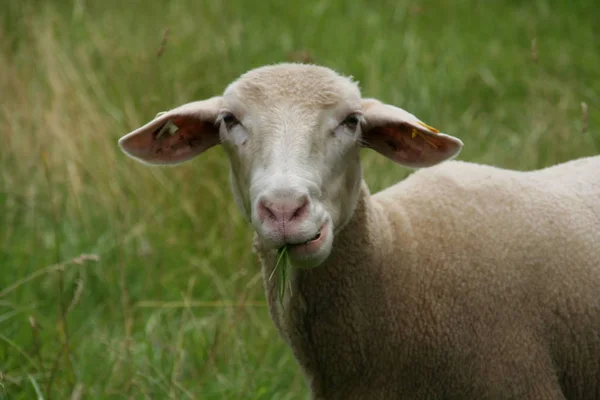 Als Landbouwhuisdier Gehouden Schapen Grasland — Stockfoto