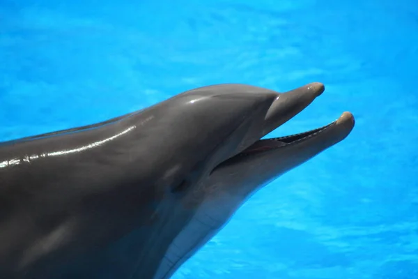 Dolfijnen Aquatische Vis Dier — Stockfoto