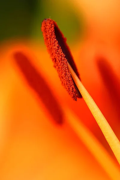 昼間の美しさ開花植物 — ストック写真