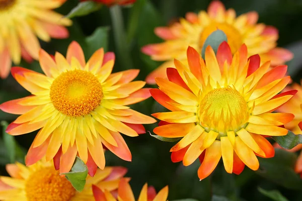 Dazette Flame Helichrysum — Stock Photo, Image