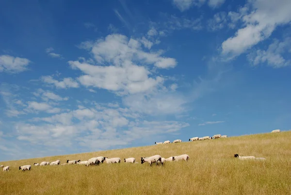 Vista Panorâmica Agricultura Campo — Fotografia de Stock