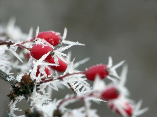 Рослина Кристалами Льоду — стокове фото