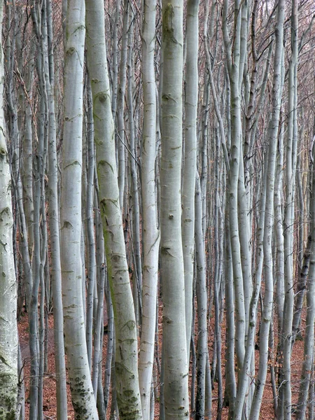 Ormandaki Yaşlı Ağaç Gün Işığında — Stok fotoğraf