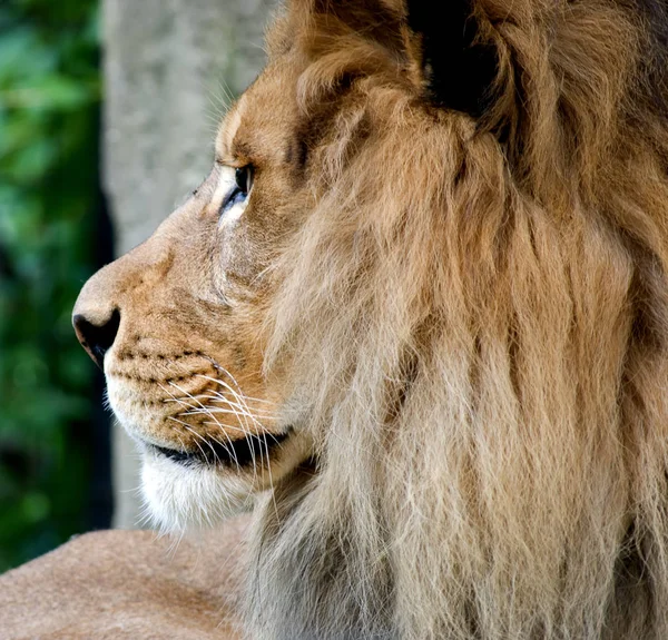 Lion Prédateur Animal Prédateur Félin — Photo