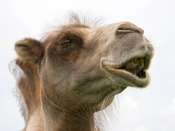 Arabian Camel Animal Mammal — Stock Photo, Image