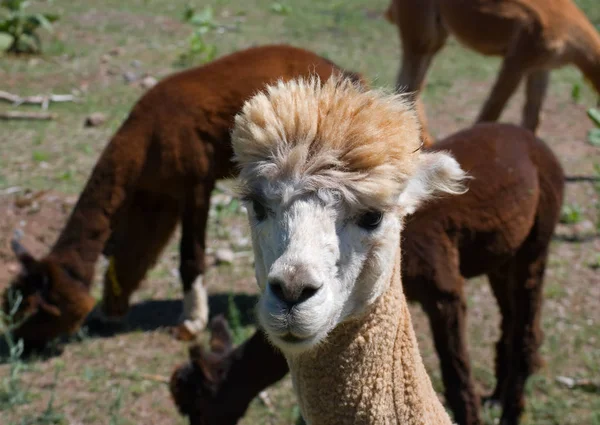 Funny Alpaca Animal Wildlife Mammal — Stock Photo, Image