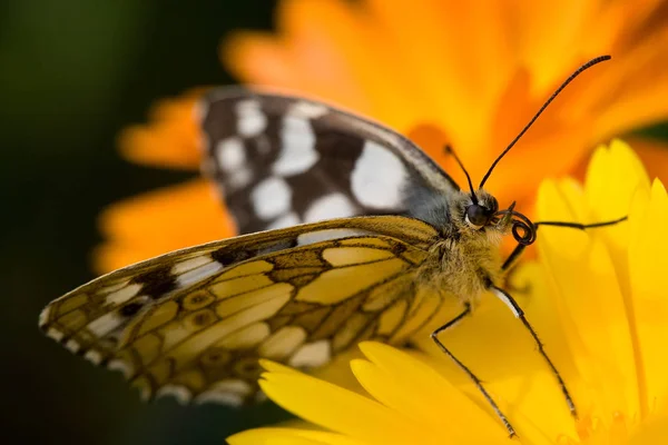 Шахматная Бабочка Флора Фауна — стоковое фото