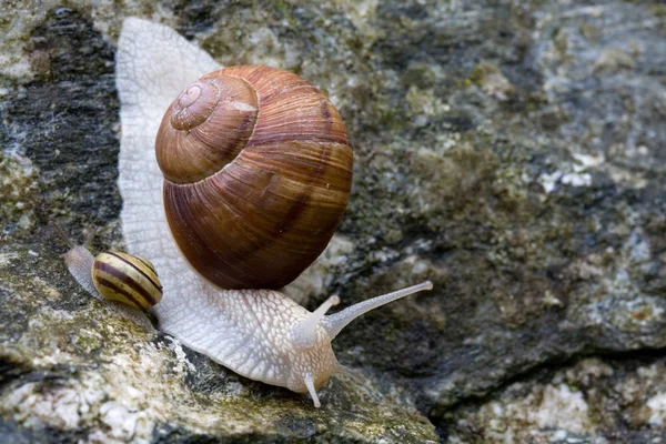 Caracol Lento Animal Viscoso —  Fotos de Stock