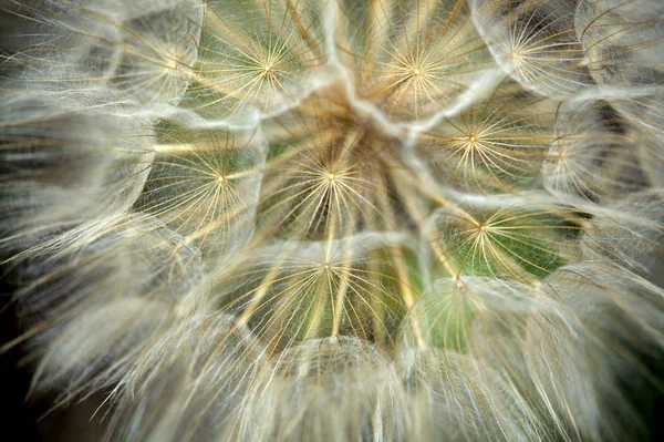 Hermosa Vista Flor Diente León Natural — Foto de Stock