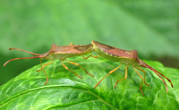 Közelkép Bug Vad Természet — Stock Fotó