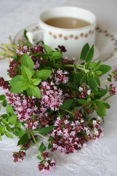 Schöne Botanische Aufnahme Natürliche Tapete — Stockfoto