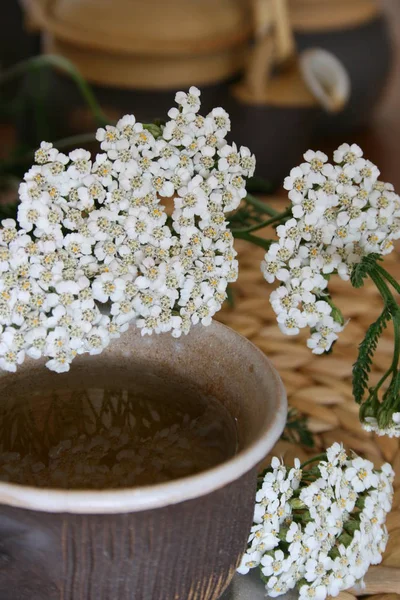 Vue Rapprochée Belles Fleurs Fleurs — Photo