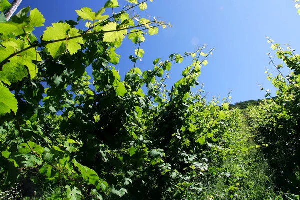 Paisagem Videiras Cultivo Videira Vinho — Fotografia de Stock