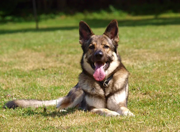 Hunderasse Deutscher Schäferhund Park — Stockfoto