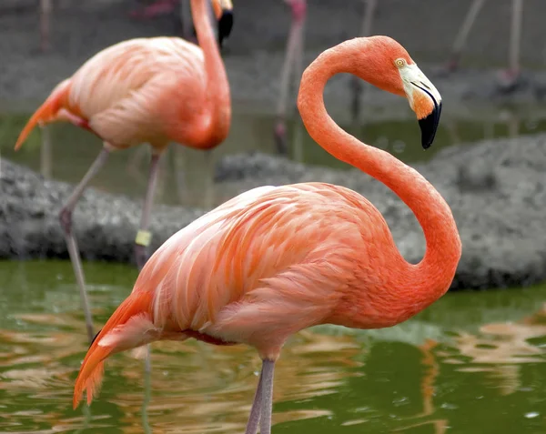 自然の中での美しいフラミンゴの鳥の景観 — ストック写真