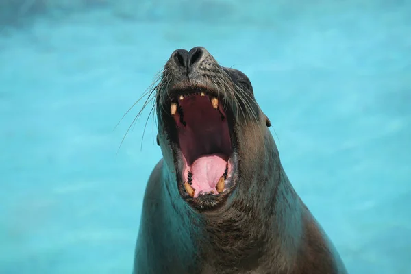 Retrato Mar Leão Com Sua Boca Aberta — Fotografia de Stock