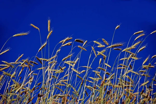 Blick Auf Maisfeld Landwirtschaftliches Konzept — Stockfoto