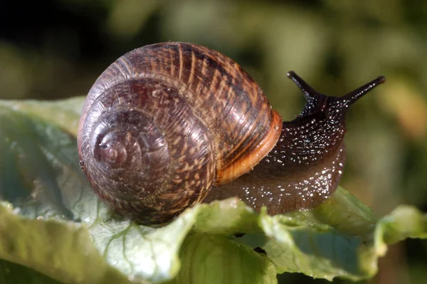 Csiga Gerinctelen Helix Puhatestű — Stock Fotó