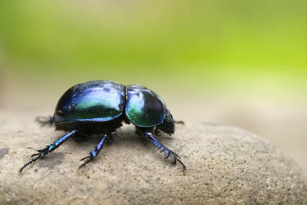 小粪甲虫的特写镜头 — 图库照片