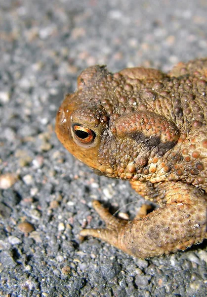 Frog Amphibian Animal Toad — Stock Photo, Image