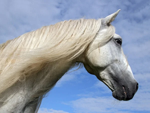 Симпатичная Лошадь Открытая Обувь Темное Время Суток — стоковое фото