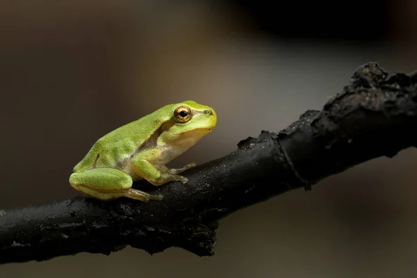 Grenouille Tropicale Amphibien — Photo