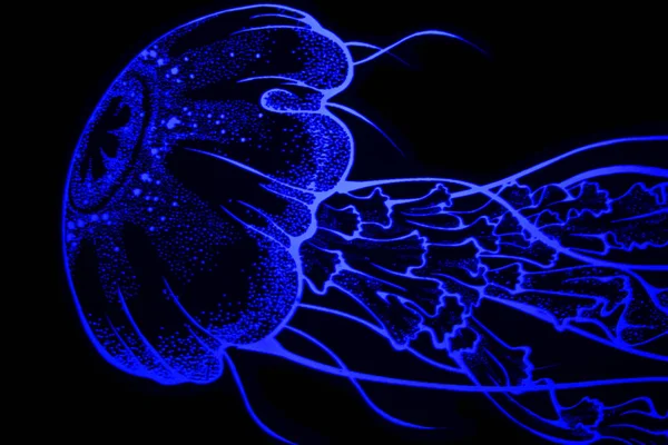 Водные Медузы Море Водой Морские Существа — стоковое фото