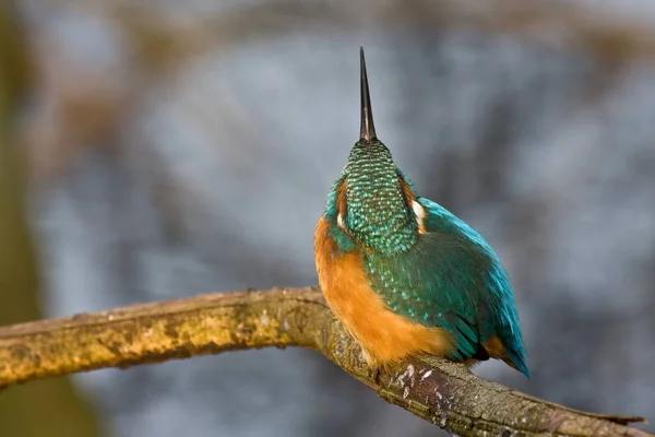 Closeup View Kingfisher Bird Wild Life — Stock Photo, Image