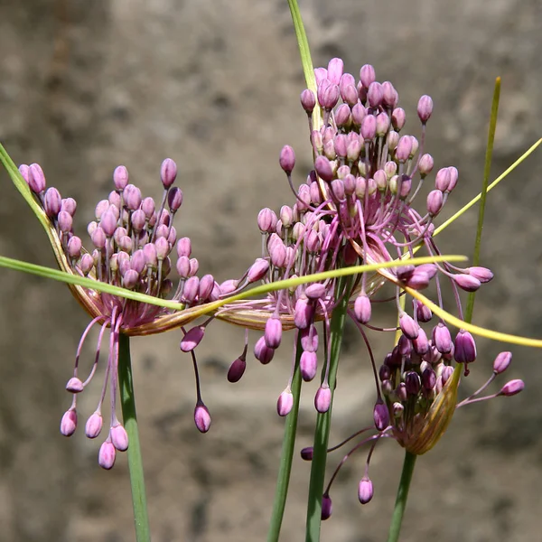 Alliumblomma Botanisk Flora — Stockfoto