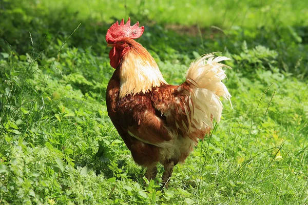 Vacker Utsikt Över Vacker Fågel Naturen — Stockfoto