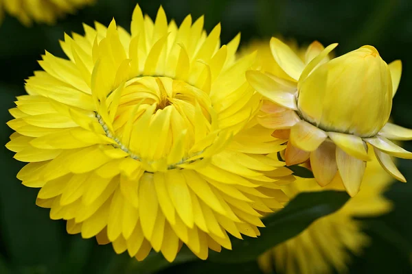 イチゴの黄色のわらの花 — ストック写真