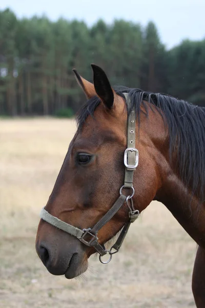 Schattig Paard Wilde Natuur — Stockfoto