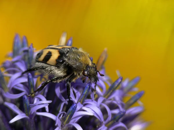 Schöne Botanische Aufnahme Natürliche Tapete — Stockfoto