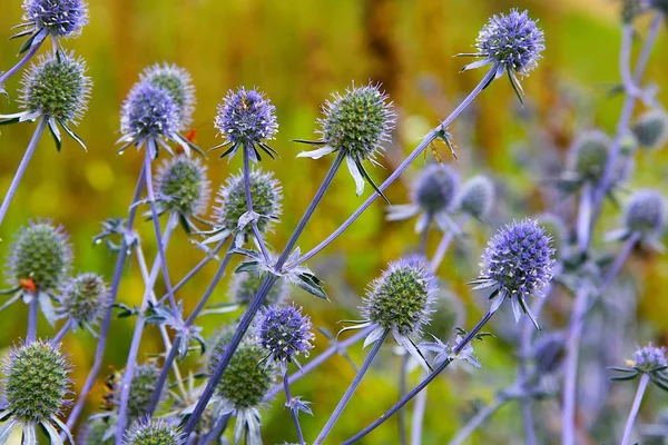 Blauwe Bloemen Tuin — Stockfoto