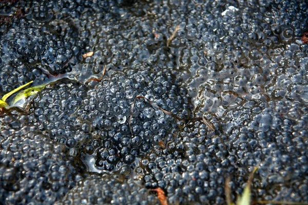 Vegetarische Kost Selektiver Fokus — Stockfoto