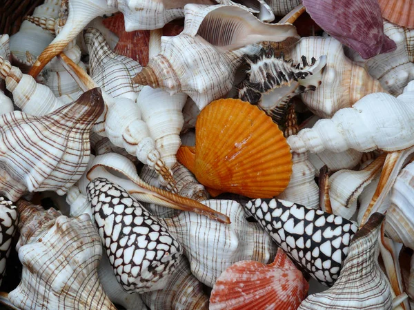 Slow Snail Slimy Animal — Stock Photo, Image