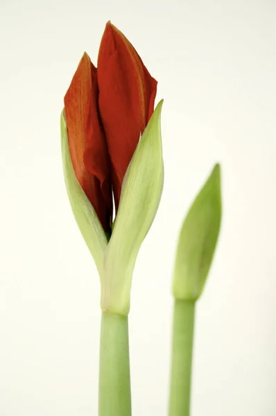 Amaryllis Bloemblaadjes Flora — Stockfoto