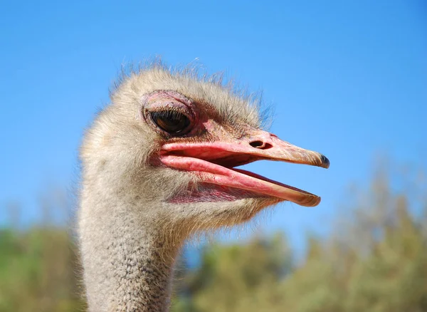 Scenic View Beautiful Bird Nature — Stock Photo, Image