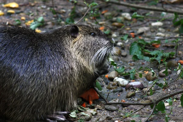 Nutria Dier Natuur Myocastor Coypus — Stockfoto