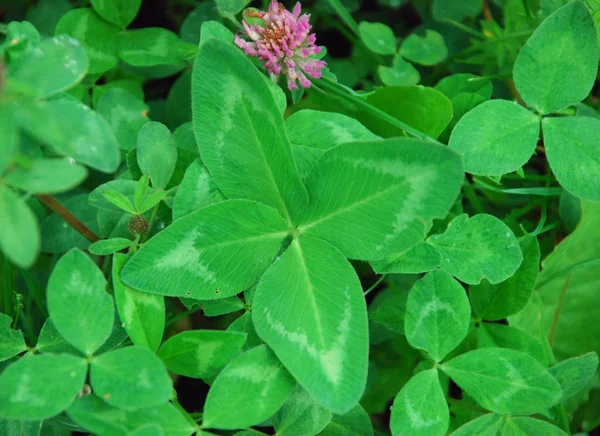 Bel Colpo Botanico Carta Parati Naturale — Foto Stock