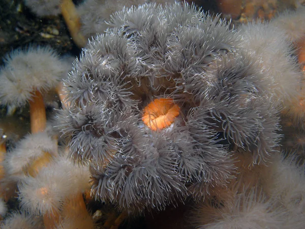 Szenischer Blick Auf Die Unterwasserwelt — Stockfoto