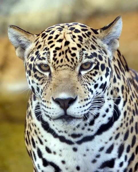 Jaguar Cacciatore Grande Gatto Animale Selvatico — Foto Stock