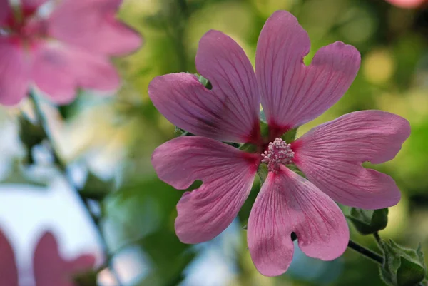 Güzel Çiçek Açan Fuşya Manzarası — Stok fotoğraf