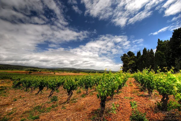 Weinfeld Zuidelijk Frankrijk — Stockfoto