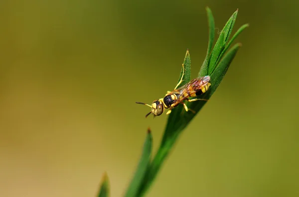 Vue Rapprochée Des Insectes Guêpes Dans Macro Shot — Photo