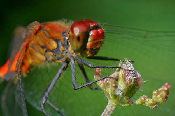 Vista Macro Primer Plano Del Insecto Libélula — Foto de Stock