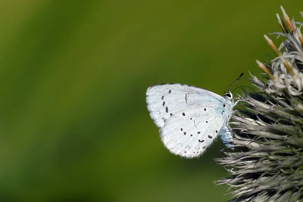 Close Borboleta Habitat Conceito Selvageria — Fotografia de Stock