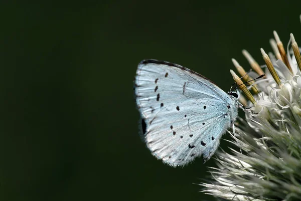 Blu Cardo Azzurro Cardo — Foto Stock