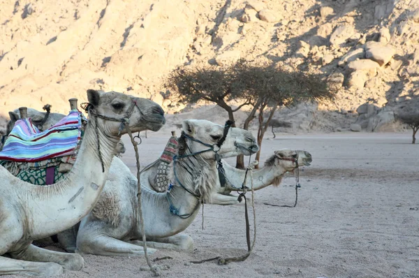 Dromedár Také Nazývaný Arabský Velbloud Velký Kopyto Rovnými Prsty Jedním — Stock fotografie